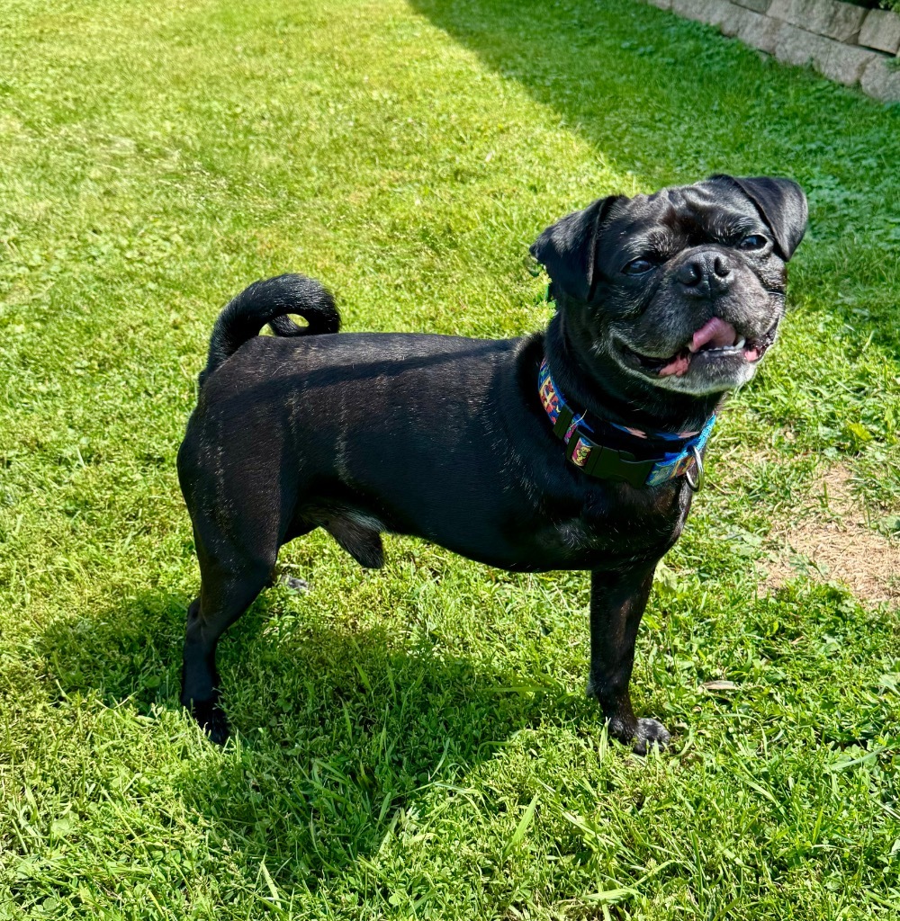 Hank