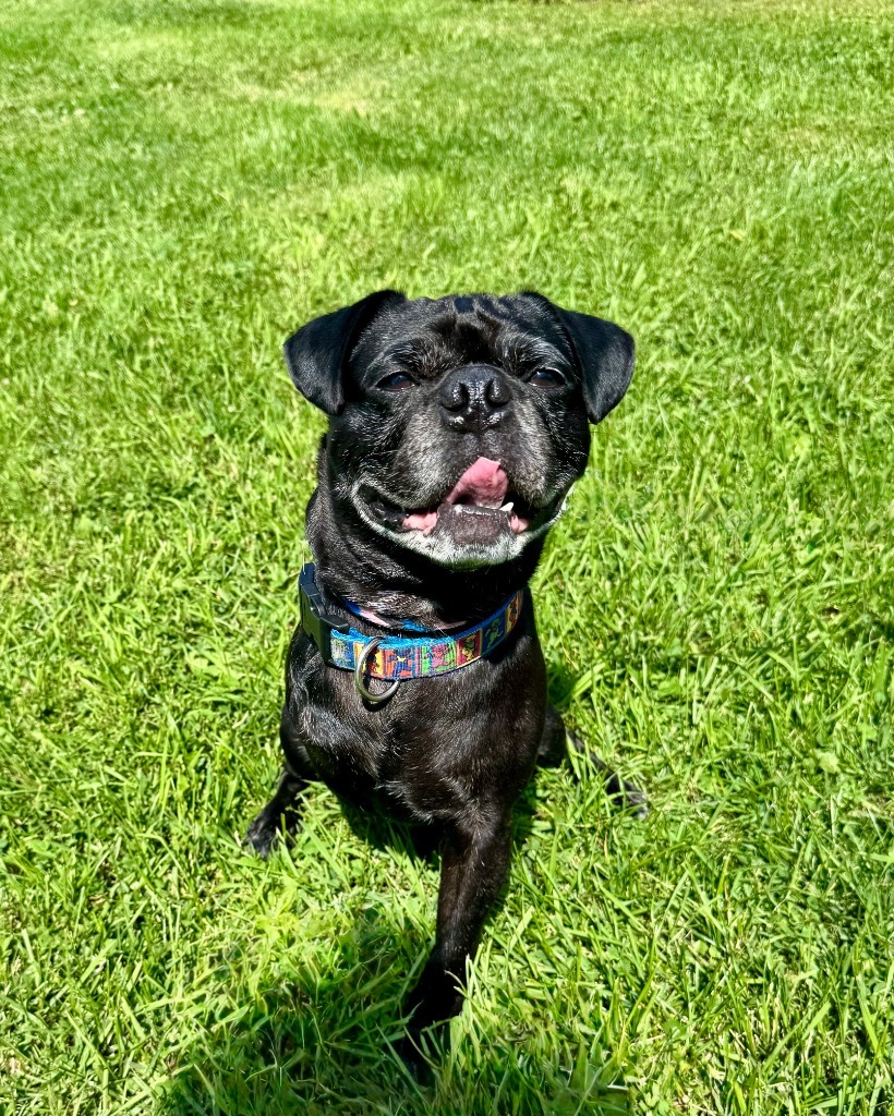 Hank