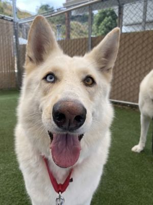 Akila