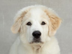 Casper