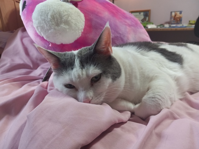 Muffin