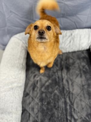 Franklin