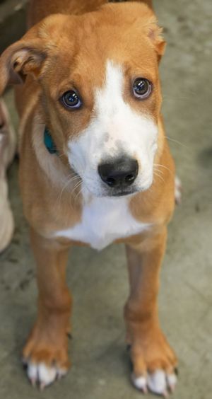 Scout