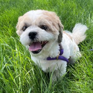 Teddy