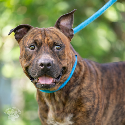 Tyga, an adoptable Pit Bull Terrier, Mixed Breed in Honolulu, HI, 96826 | Photo Image 1
