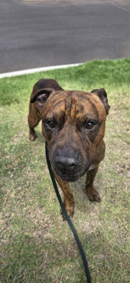 Tyga, an adoptable Pit Bull Terrier, Mixed Breed in Honolulu, HI, 96826 | Photo Image 2