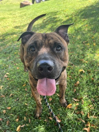 Tyga, an adoptable Pit Bull Terrier, Mixed Breed in Honolulu, HI, 96826 | Photo Image 2