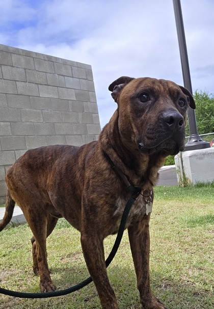 Tyga, an adoptable Pit Bull Terrier, Mixed Breed in Honolulu, HI, 96826 | Photo Image 3