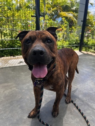 Tyga, an adoptable Pit Bull Terrier, Mixed Breed in Honolulu, HI, 96826 | Photo Image 3