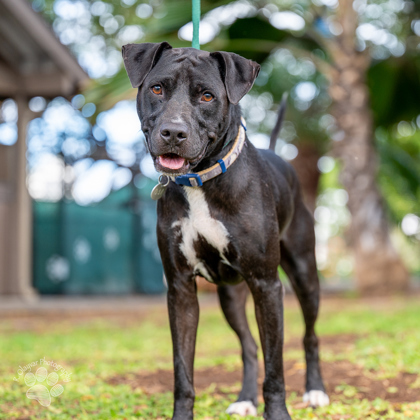 Ancho, an adoptable Pit Bull Terrier, Mixed Breed in Honolulu, HI, 96826 | Photo Image 1