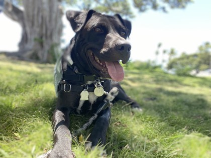 Ancho, an adoptable Pit Bull Terrier, Mixed Breed in Honolulu, HI, 96826 | Photo Image 2