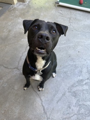 Ancho, an adoptable Pit Bull Terrier, Mixed Breed in Honolulu, HI, 96826 | Photo Image 3