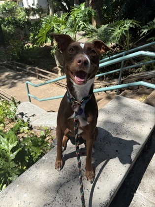 Potroast, an adoptable Mixed Breed in Honolulu, HI, 96826 | Photo Image 1