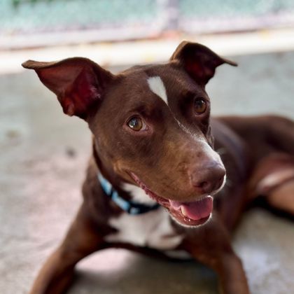Potroast, an adoptable Mixed Breed in Honolulu, HI, 96826 | Photo Image 1