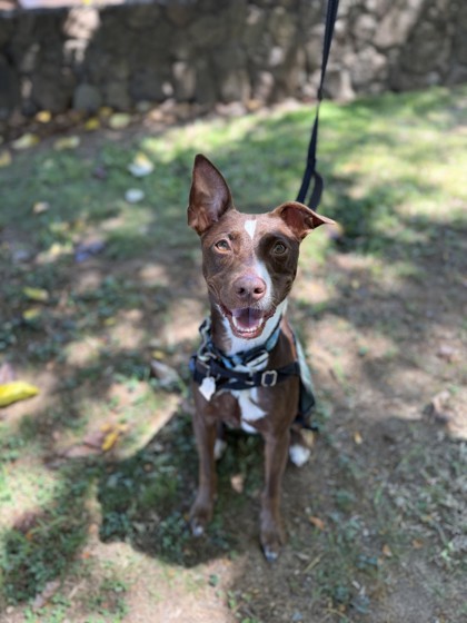Potroast, an adoptable Mixed Breed in Honolulu, HI, 96826 | Photo Image 2