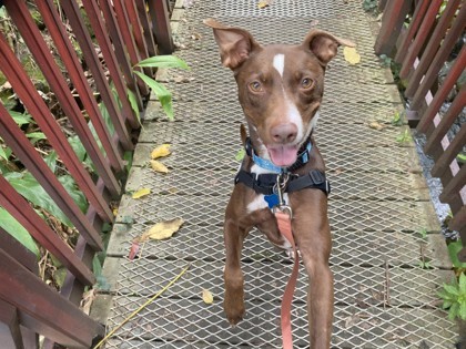 Potroast, an adoptable Mixed Breed in Honolulu, HI, 96826 | Photo Image 3