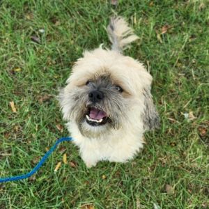 Wicket
