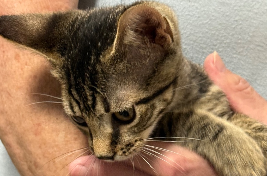 ML Kitten #4