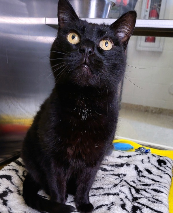 Ninja 45013, an adoptable Domestic Short Hair in Pocatello, ID, 83205 | Photo Image 1