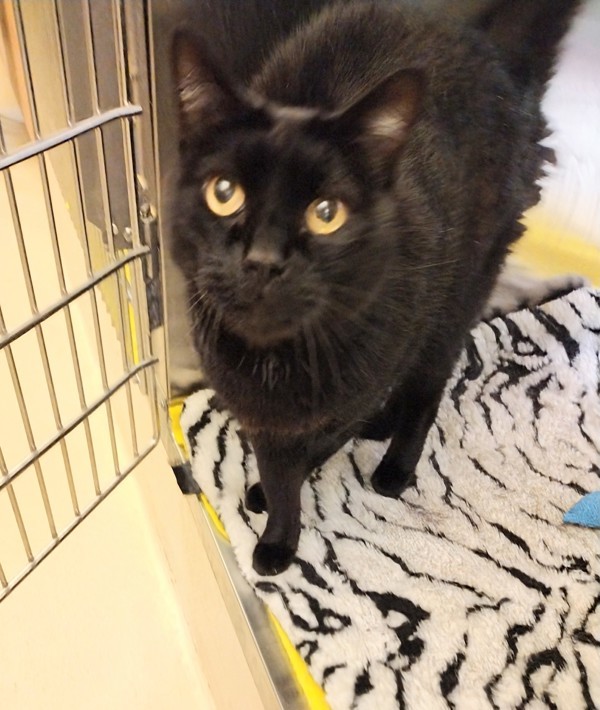 Ninja 45013, an adoptable Domestic Short Hair in Pocatello, ID, 83205 | Photo Image 2