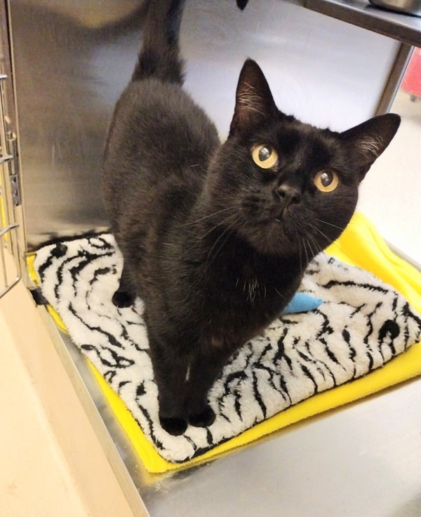Ninja 45013, an adoptable Domestic Short Hair in Pocatello, ID, 83205 | Photo Image 3