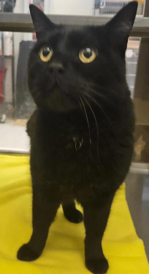 Ninja 45013, an adoptable Domestic Short Hair in Pocatello, ID, 83205 | Photo Image 4