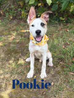 Pookie 33339