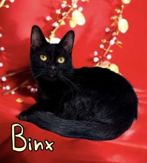 Binx 33265