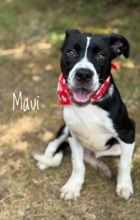 Maui 33182