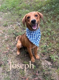 Joseph 33300