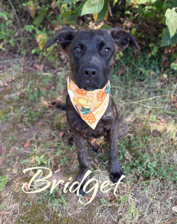 Bridget 33170