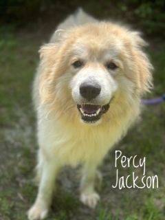 Percy Jackson 122697