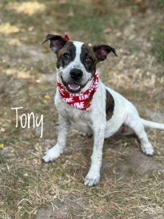 Tony 33348