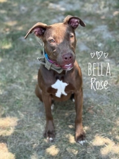 Bella Rose 31176