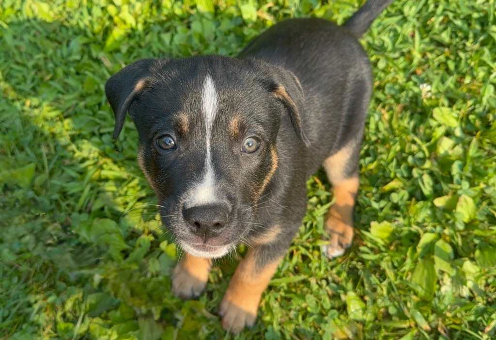 Pretzel