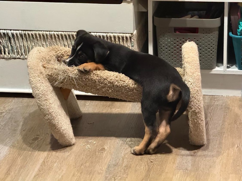 Pretzel
