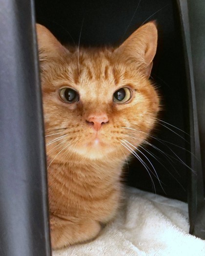 Fawkes (in foster)