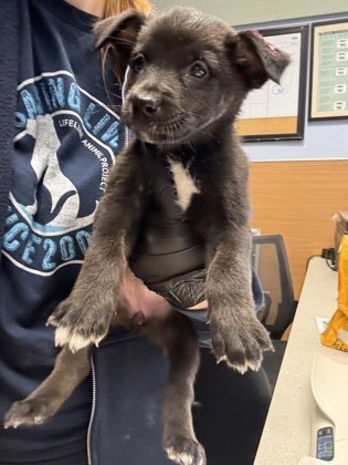 Bashful (pink) (Trial Adoption)