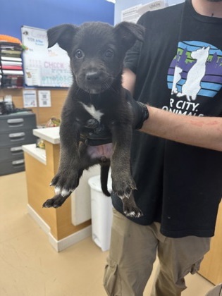 Bashful (pink) (Trial Adoption)