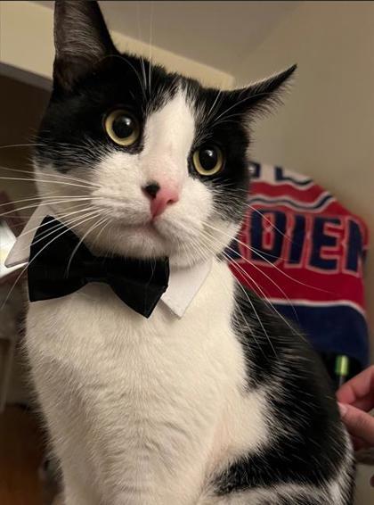 Nibbler