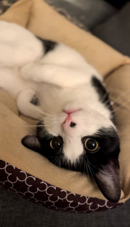 Nibbler