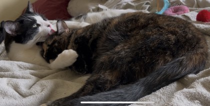 Nyx