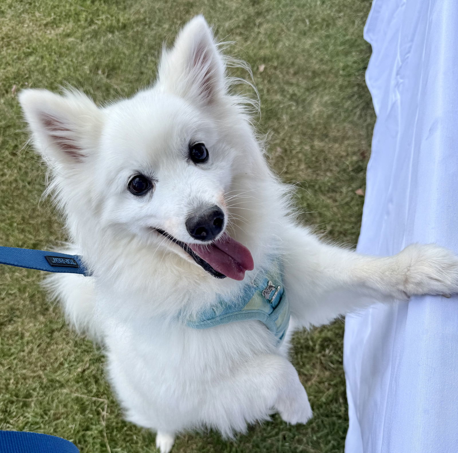 Nanook Norton