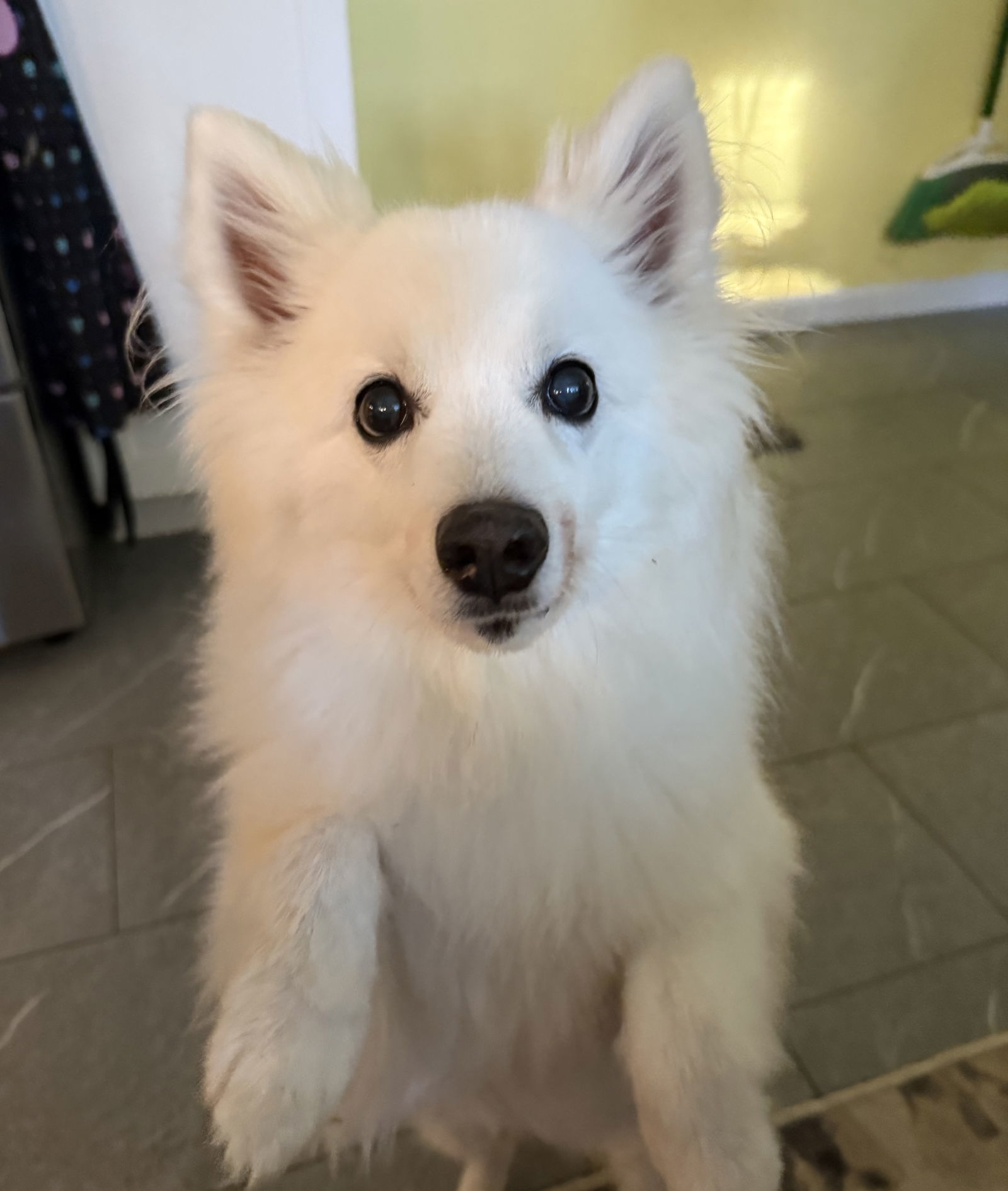 Nanook Norton