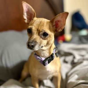 Penelope