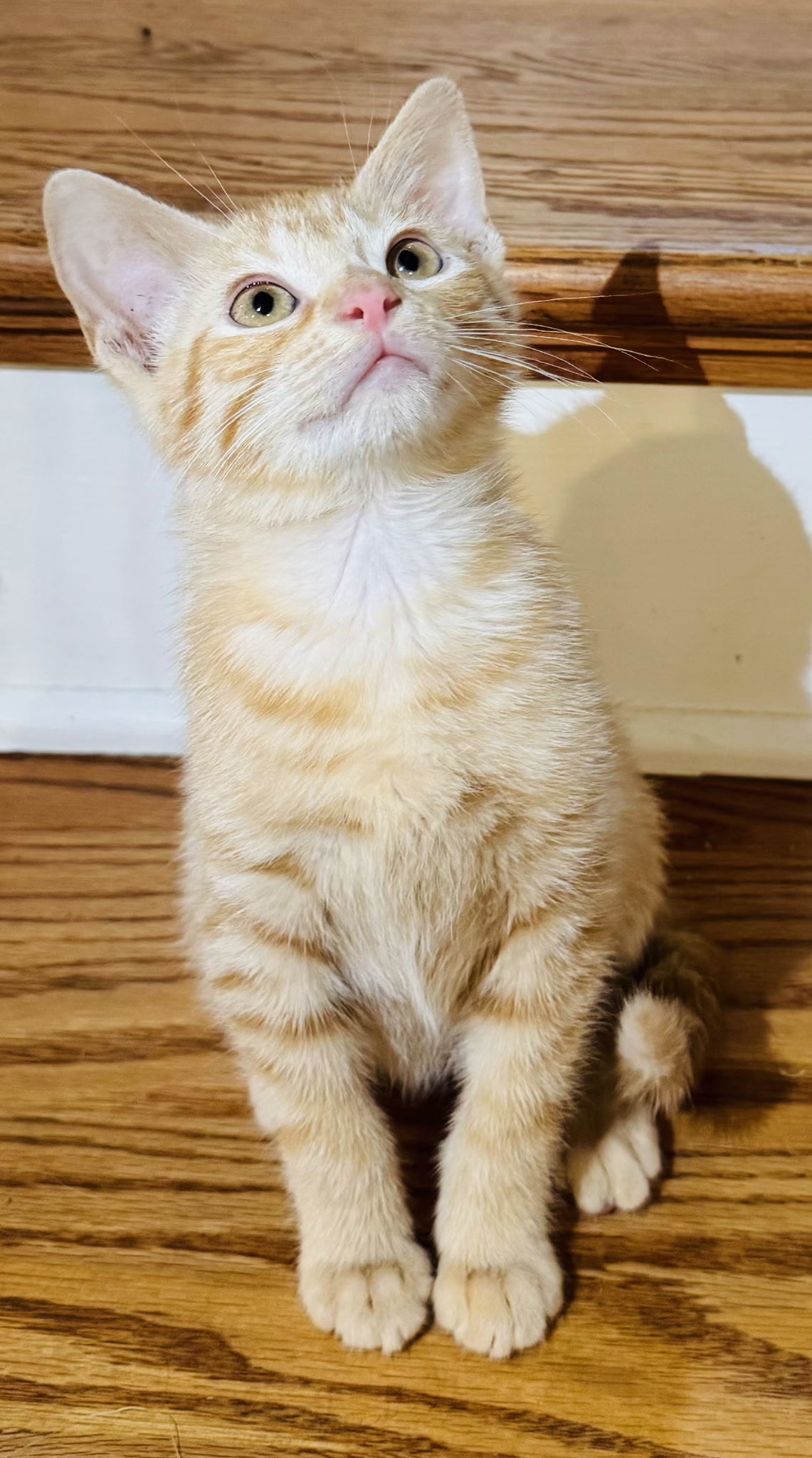 KITTEN BLITZEN
