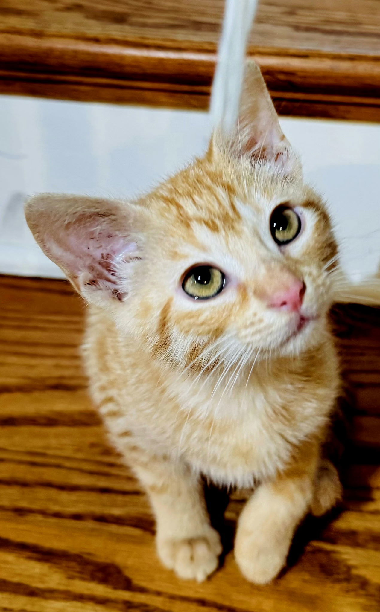 KITTEN BLITZEN