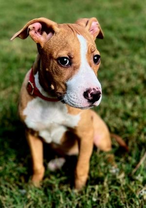 PUPPY INCREDIBLE INDIE