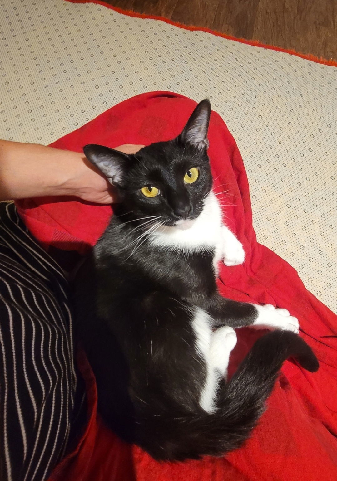 Maisey Felv+