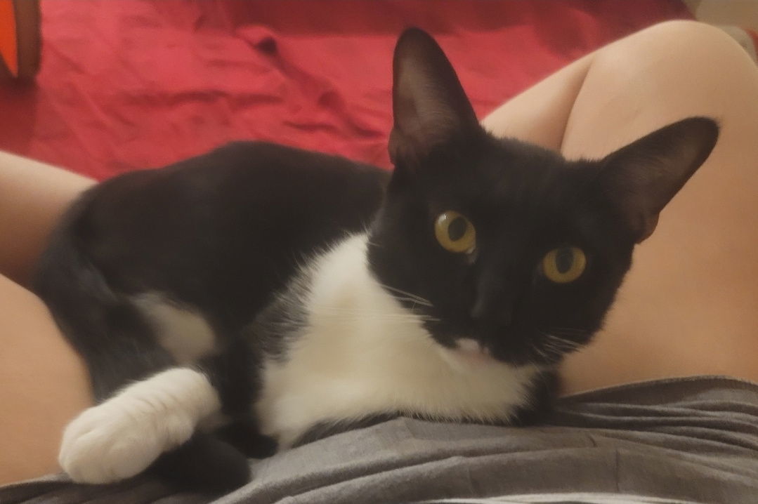 Maisey Felv+